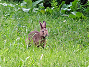 野ウサギが裏庭に